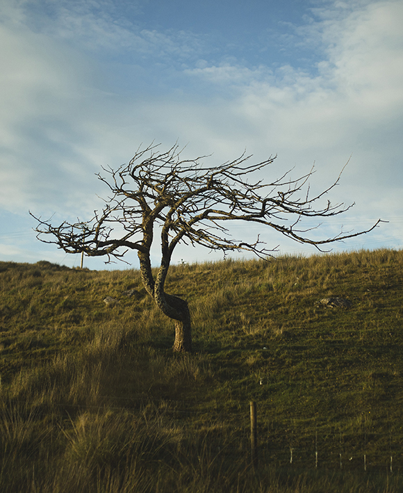 Caroline Lessire, Lorsque l'Air et la Terre unissent leur force pour créer une sculpture de bois, 2024 – Scotland.