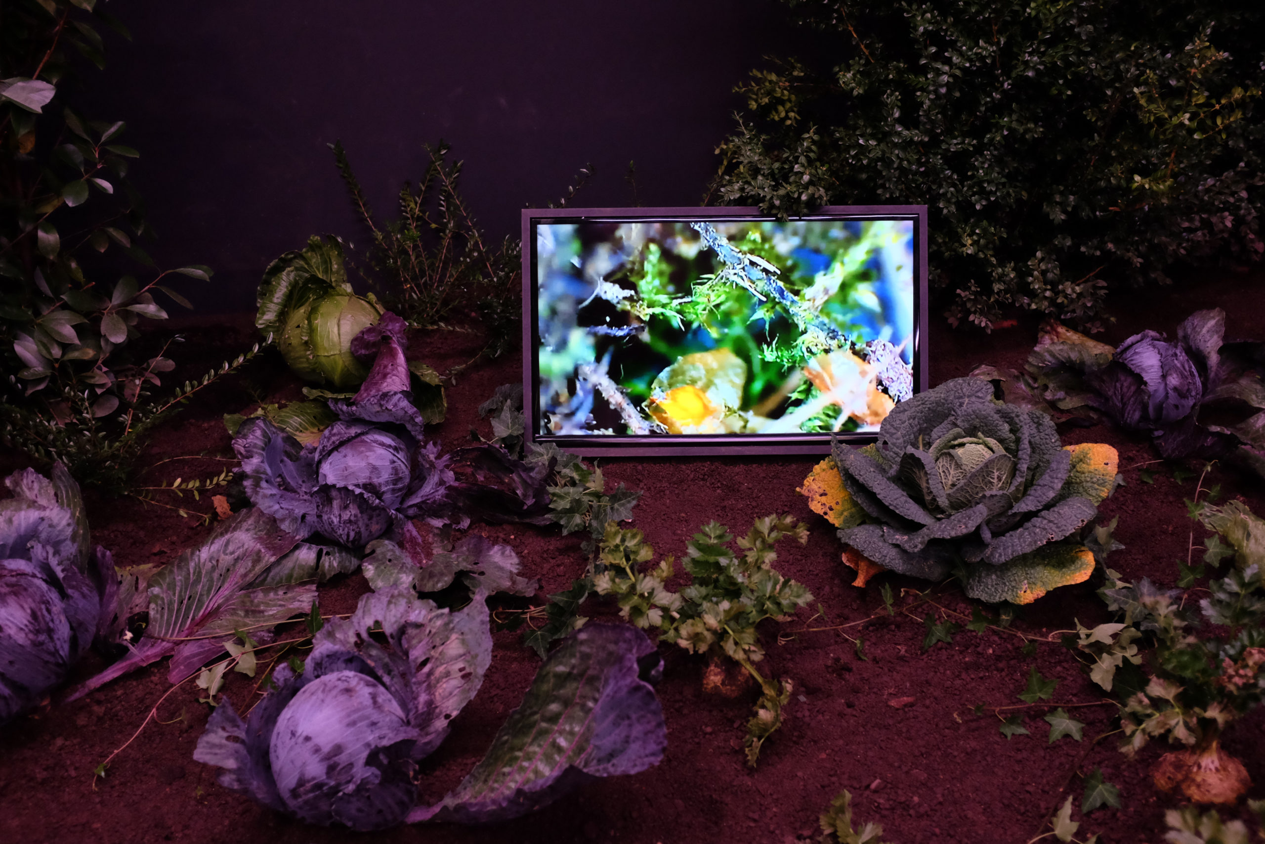 Anne Marie Maes, The Invisible Garden, 2014-2015. © Photo  : Anne Marie Maes